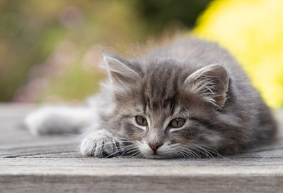 Othello - 7 weeks old