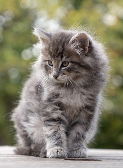 Othello - 7 weeks old