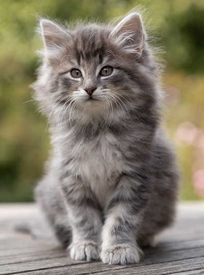 Othello - 7 weeks old