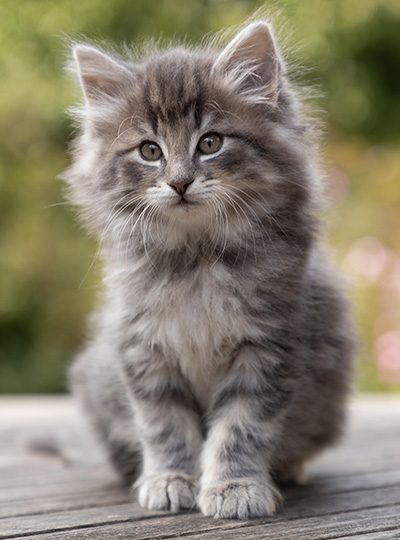 Othello - 7 weeks old