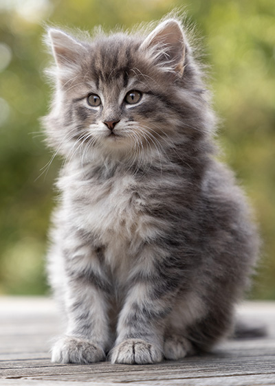 Othello - 7 weeks old
