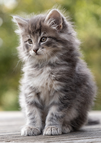 Othello - 7 weeks old
