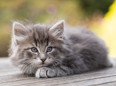 Othello - 7 weeks old