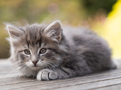 Othello - 7 weeks old