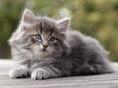 Othello - 7 weeks old