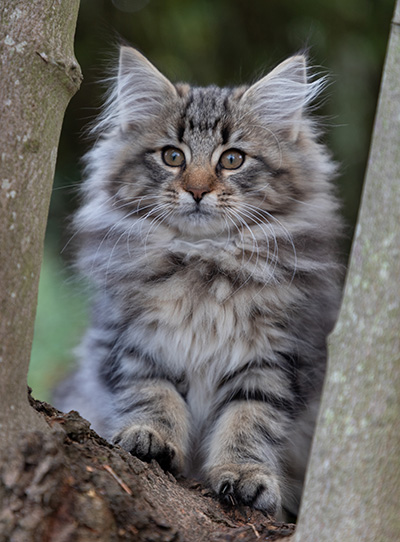 Owli - 13 weeks old
