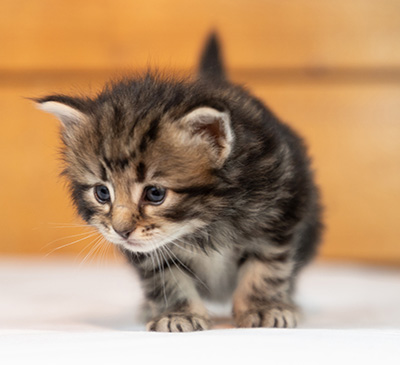 Owli - 3 weeks old