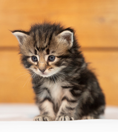 Owli - 3 weeks old