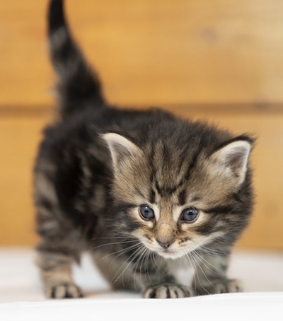 Owli - 3 weeks old