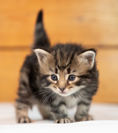 Owli - 3 weeks old