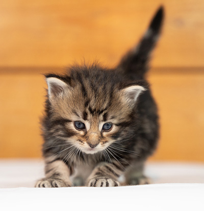 Owli - 3 weeks old