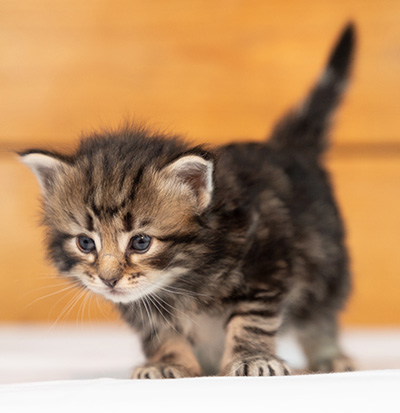 Owli - 3 weeks old