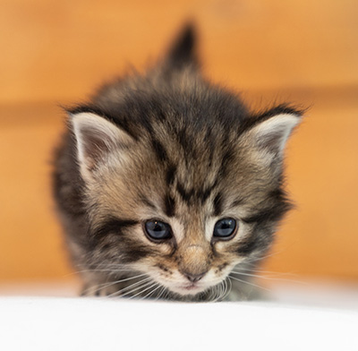 Owli - 3 weeks old