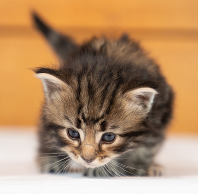 Owli - 3 weeks old