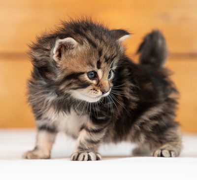 Owli - 3 weeks old