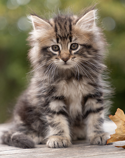 Owli - 7 weeks old