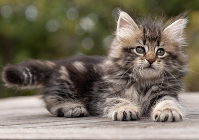 Owli - 7 weeks old