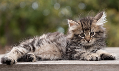Owli - 7 weeks old