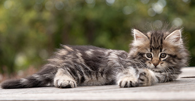 Owli - 7 weeks old