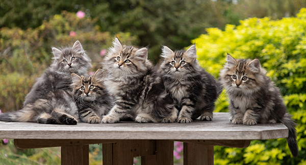 Owli - 7 weeks old