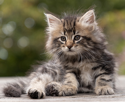 Owli - 7 weeks old