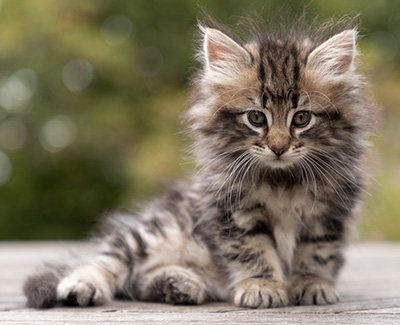 Owli - 7 weeks old