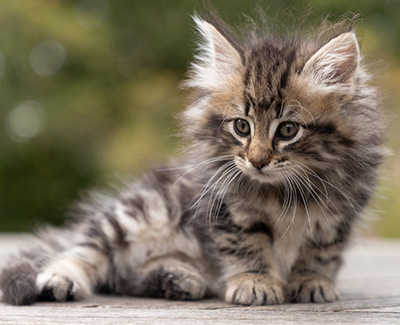 Owli - 7 weeks old