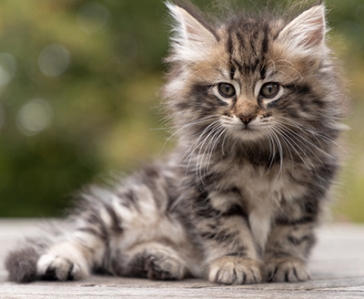 Owli - 7 weeks old