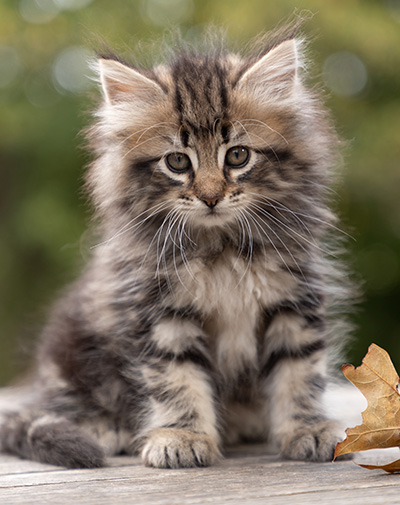 Owli - 7 weeks old