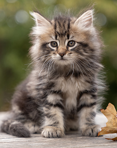 Owli - 7 weeks old