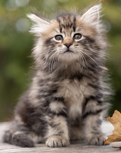Owli - 7 weeks old