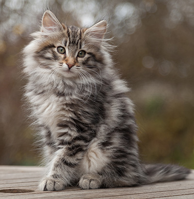 Magnar - 12 weeks old