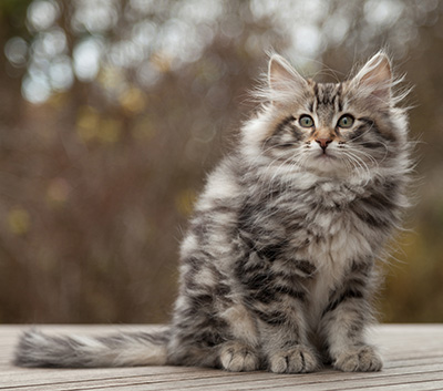 Magnar - 12 weeks old