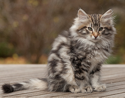 Magnar - 12 weeks old