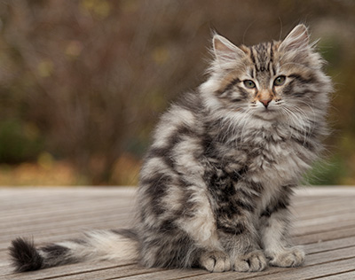 Magnar - 12 weeks old