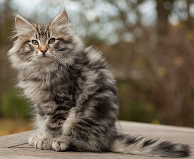 Magnar - 12 weeks old