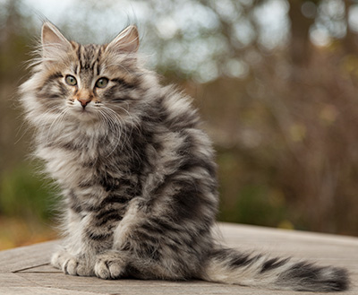 Magnar - 12 weeks old