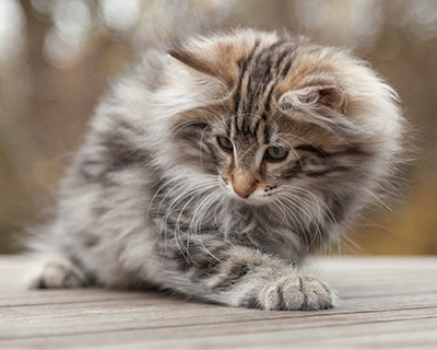 Magnar - 12 weeks old