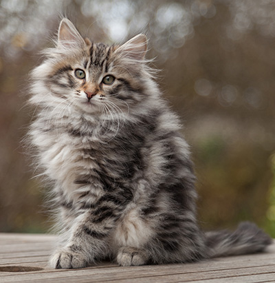 Magnar - 12 weeks old