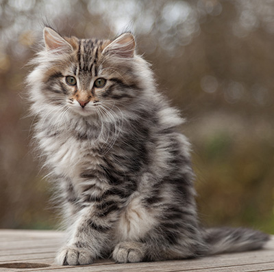 Magnar - 12 weeks old