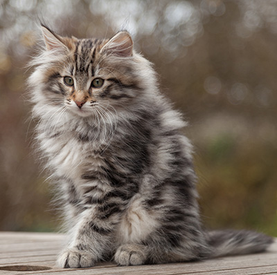 Magnar - 12 weeks old