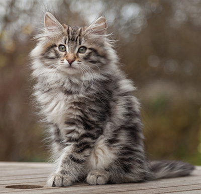 Magnar - 12 weeks old