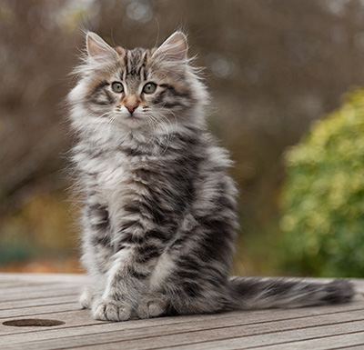 Magnar - 12 weeks old