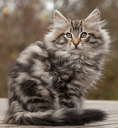 Magnar - 12 weeks old