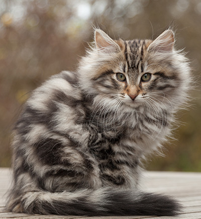 Magnar - 12 weeks old