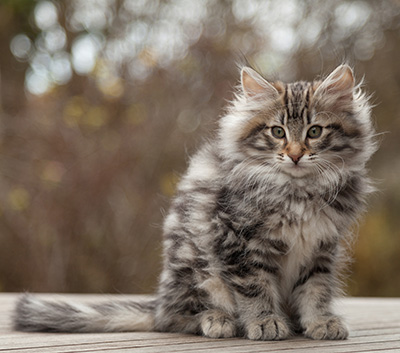 Magnar - 12 weeks old