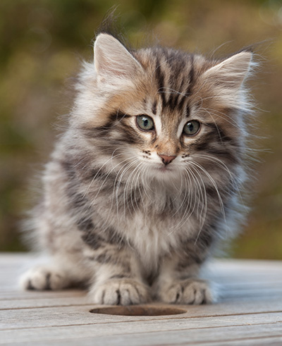 Magnar - 8 weeks old