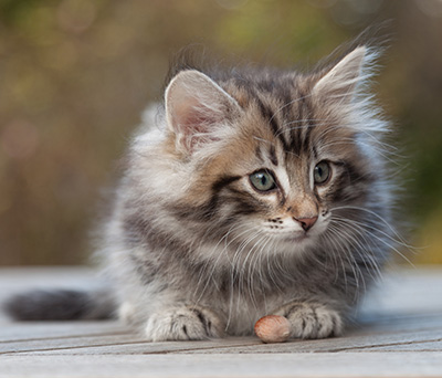Magnar - 8 weeks old