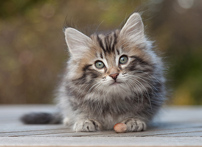 Magnar - 8 weeks old