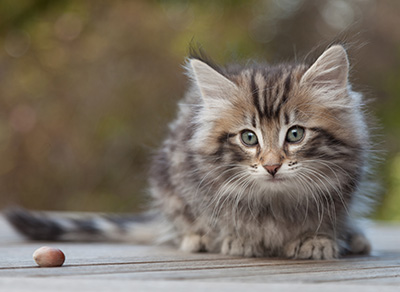 Magnar - 8 weeks old